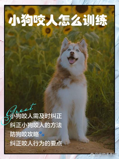 女童被狗扑咬受伤,女儿被小狗咬了没出血怎么办