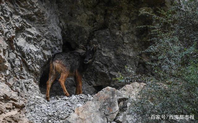 四不像正版资料2025和上班常吐槽离职率低与整天吐槽又不离职